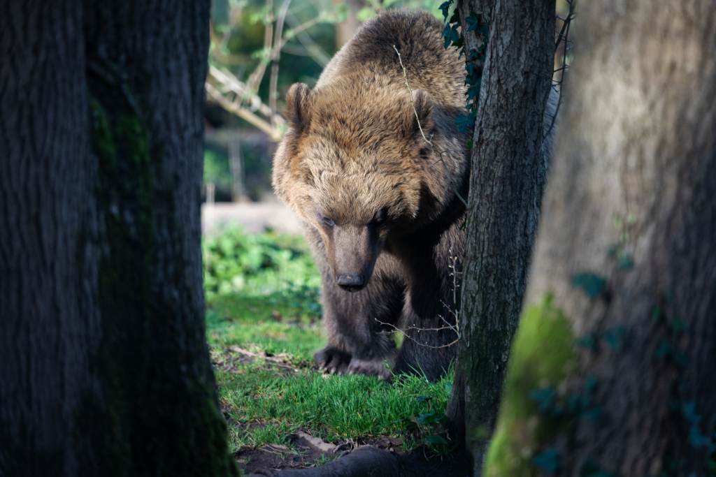 image of a eurasian brown bear. the bear, visible through a pair of trees, is looking down at the ground directly in front of it